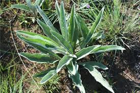 Image result for "Helichrysum pallidum"