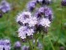 NZ0464 : Scorpion weed - via Daymix