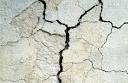 What to Do When Tree Roots Crack Your Foundation - DexKnows.