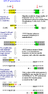 Amplified Fragment Length Polymorphism (