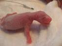 People's Daily Online -- Smallest panda survives