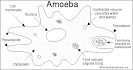 Amoeba (Ameba) Printout - Enchanted Learning Software