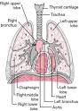 Medial temporal lobe - definition of Medial temporal lobe in the ...