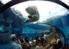 Arctic Ring of Life at Detroit Zoo | wordlessTech
