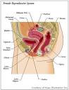 Greek Medicine: THE FEMALE REPRODUCTIVE SYSTEM