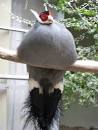 fattest bird in the world