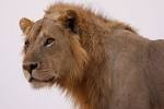 Living on Earth: Trouble for the King of Beasts