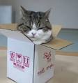Secrets To Creating A Successful Viral Cat Video - PawNation