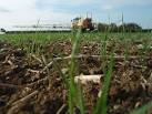 Aphids will be spreading the BYDV virus. - via Daymix