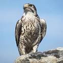 File:USGS Prairie Falcon.jpg - Wikipedia, the free encyclopedia