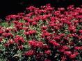 <b>Monarda</b> didyma (Scarlet