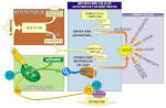 Esquema del <b>metabolismo</b>
