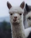 Alpacas of Kilblaan Farm, Sharon, NH