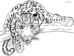 Leopard coloring page