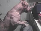 dog body builder