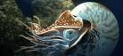 Arterial walls resist stretch disproportionately: cephalopods ...