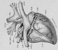 The Mechanism Of The Circulation