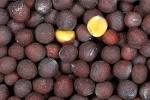 File:Black-mustard-seeds.jpg - Wikipedia, the free encyclopedia