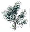 Douglas-fir - Wikipedia, the free encyclopedia