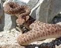 Western Diamondback Rattlesnake