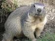 262px-Marmota_marmota_Alpes2.jpg
