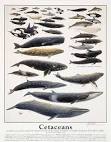 251 Cetaceans 14 x 18