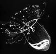 Cnidaria