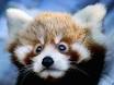 redpandaforcover.jpg?w=200andh=.