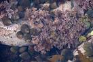 I assume the pink fronded plant is a coralline algae. - via Daymix