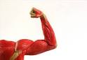 <b>Rhabdomyolysis</b>