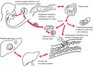 <b>amebiasis</b> [am″e-bi´ah-sis]