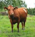 DOE Joint Genome Institute: How Now, Inside the Cow: Nearly 30,000 ...