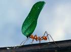 Worker ant carrying leaf - via Daymix