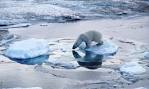 Polar Bear | Species | WWF