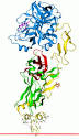 <b>Factor VII</b>