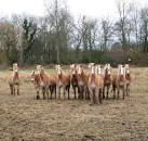 a small horse breed that - via Daymix