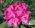 G6825 Growing Azaleas and Rhododendrons | University of Missouri ...