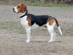 File:Beagle 1.jpg - Wikimedia Commons