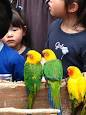 Jandaya Parakeet - Wikipedia, the free encyclopedia