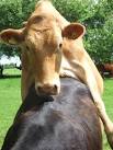 "Bulling": Mounting evidence suggests that the cow is the only animal that - via Daymix