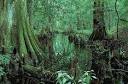 Congaree Swamp - Britannica Online Encyclopedia
