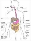 Digestive System