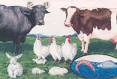 Chandigarh Administration Animal Husbandry Department and ...