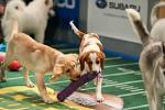 The best of Puppy Bowl X | Q