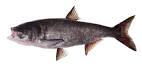 Fish | Schafer Fisheries