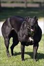 Turkish Dogs - particularly Anatolian Shepherd Dogs: Bully Whippet ...