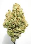 Super Silver Haze indoor marijuana
