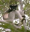 Animal Info - Indri