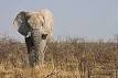 African elephant - Wikipedia, the free encyclopedia