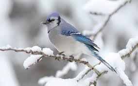 animals wallpapers